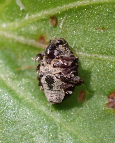 Réf. 292 811 : Rhinoncus sp.